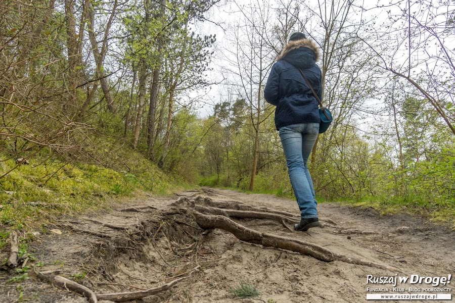 Wielblądzi Grzbiet Między Krynicą Morską a Piaskami