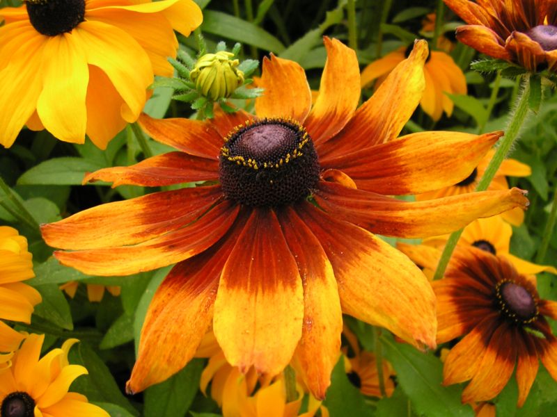 Flores que sanan el alma: Black Eyes Susan