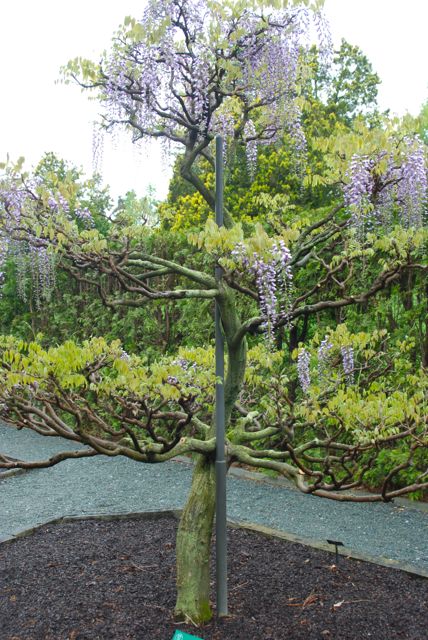 wife mother gardener wisteria at longwood thoughts on wisteria in small gardens wife mother gardener wisteria at longwood thoughts on wisteria in small gardens