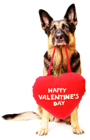 Royal City Animal Hospital: Happy Valentine’s Day