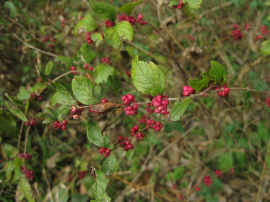 Commonplace Crazy Hillbilly Lawn Ornaments