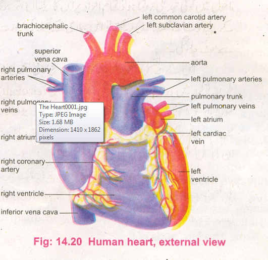 Knowledge Class: The Heart