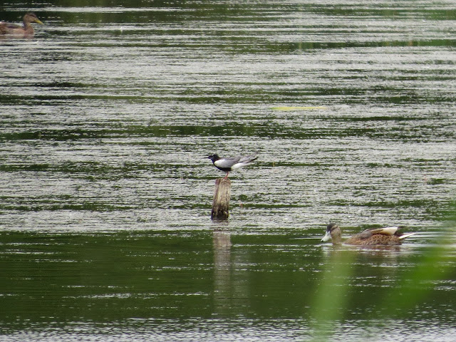 White-winged Black Tern - Leighton Moss, Lancashire