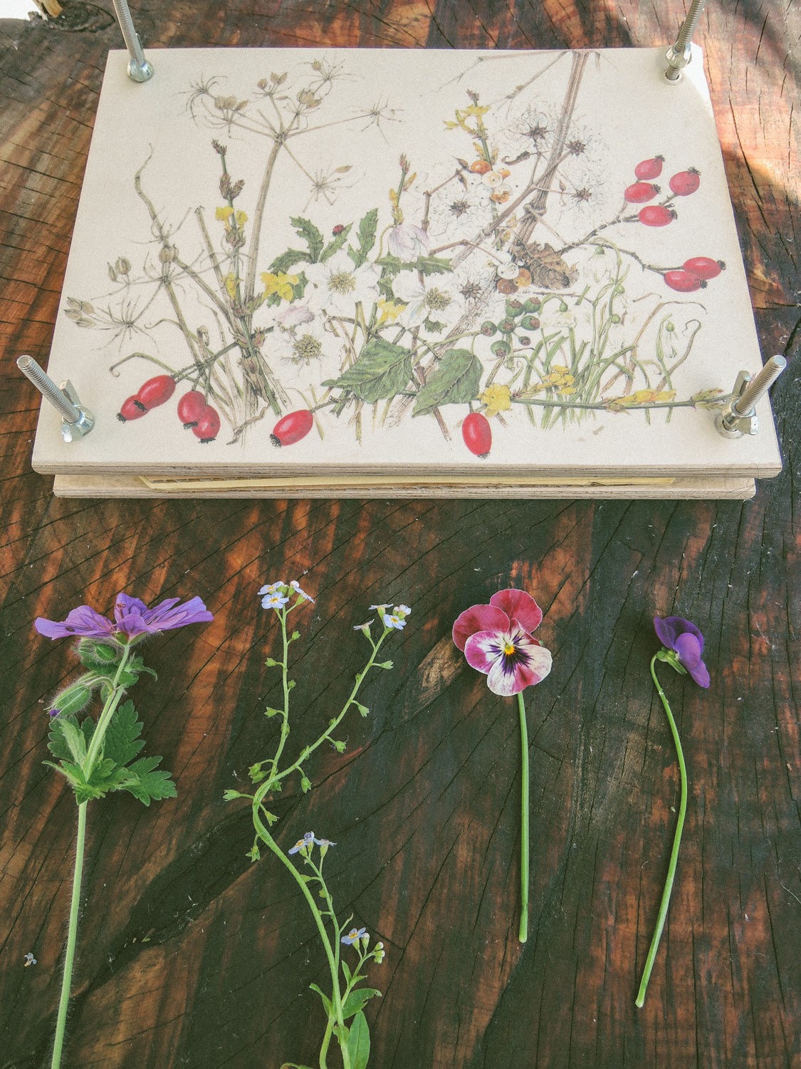 A handmade cottage: How to press flowers  using books OR flower press