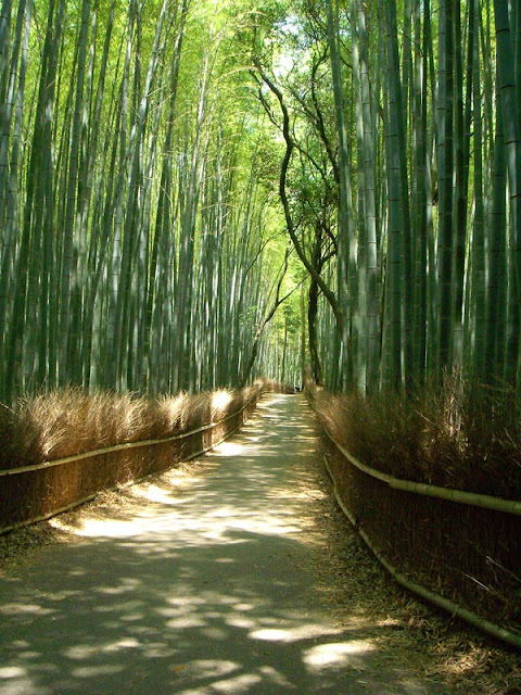 Fotos de linda floresta  bambu