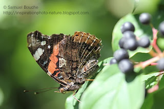 macro papillon gros plan
