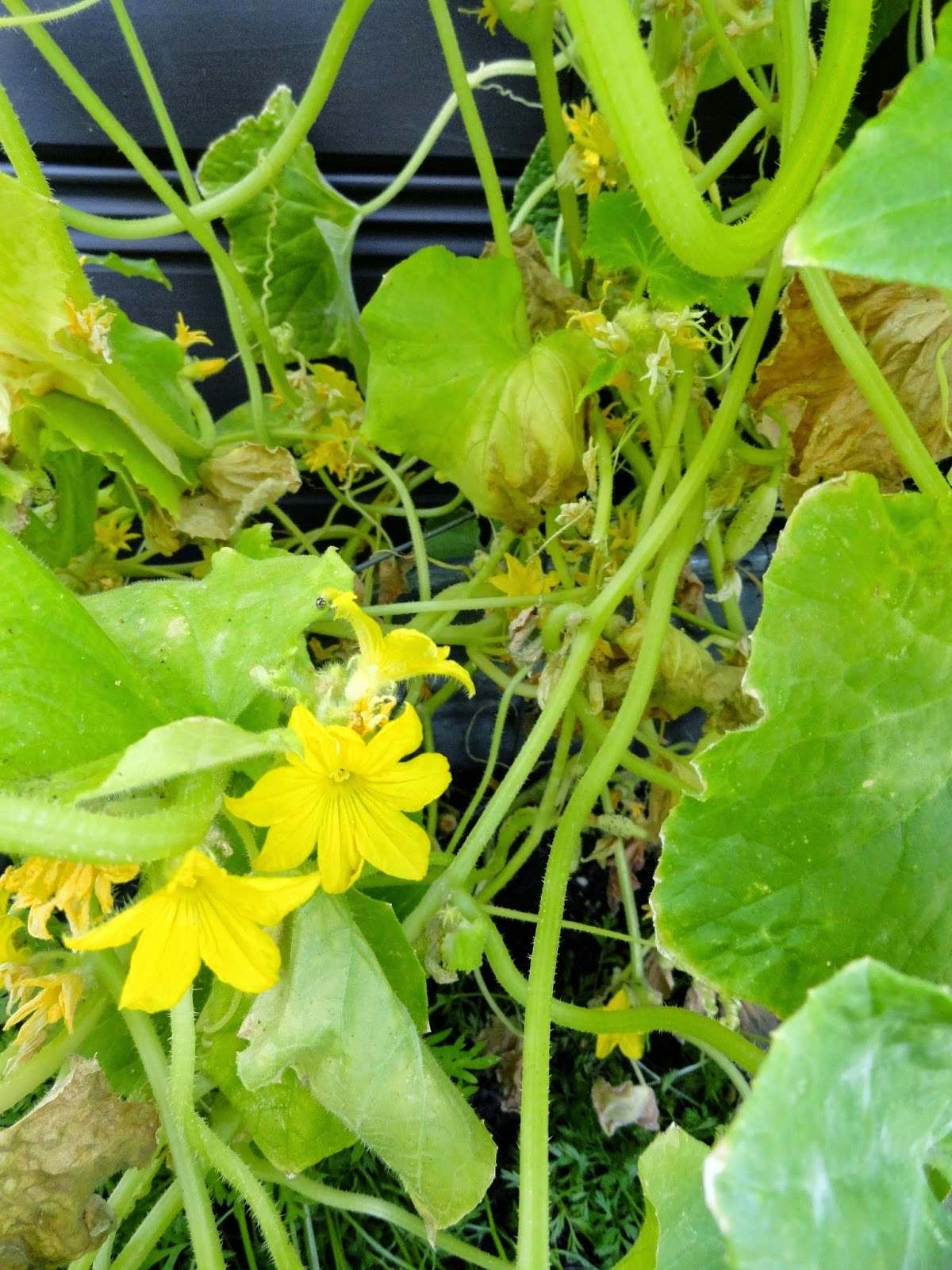 danger garden It was time to get rid of the cucumber vine…