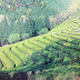 Daehan Tea Plantation Boseong