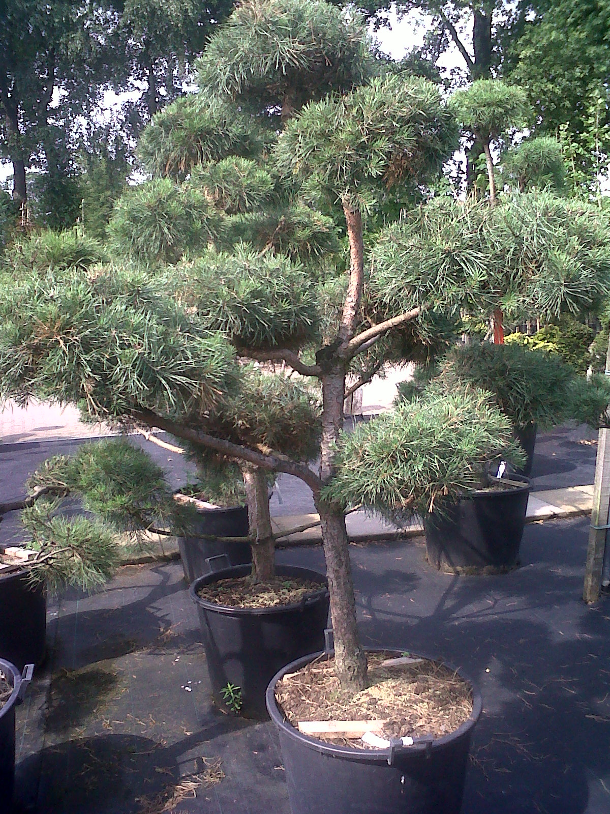 Gärtnertagebuch: Garten 1324: Vorgartengestaltung Stilfindung