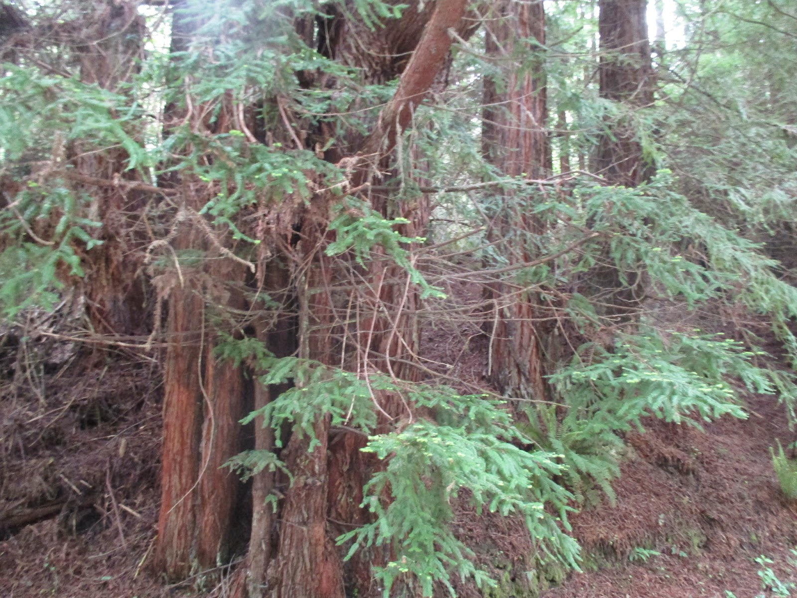 Virtual Tour Redwood Forest Virtual Tour Redwood Forest
