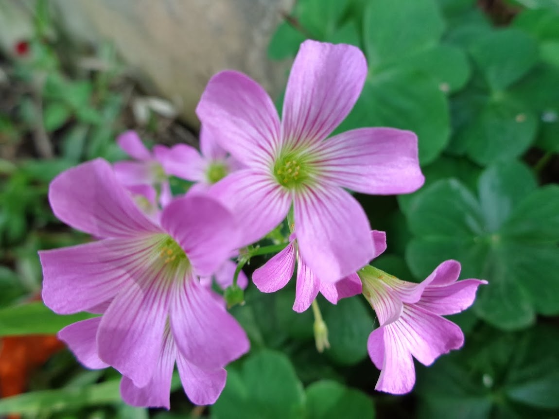 Flores de Bach en Perú    by      Gina Pinasco Vela BFRP