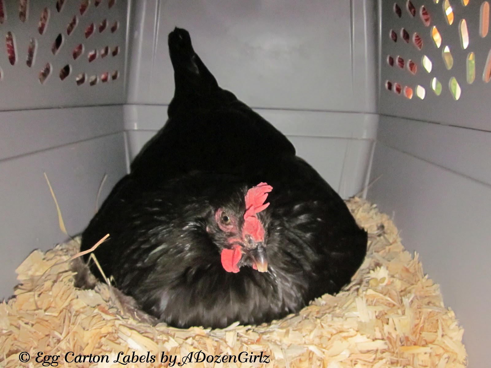 broody hen left to her own devices will lay a clutch of eggs, which 