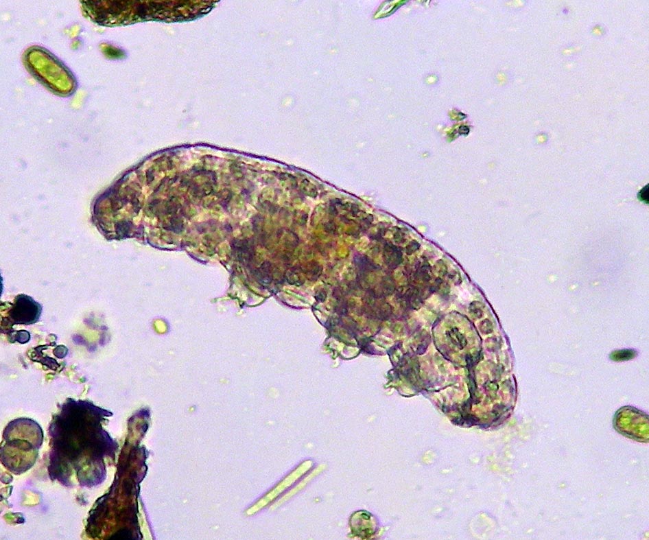 Susan Gates Children's Writer Water Bears