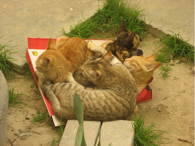 cats-on-pizza-boxes-01.jpg