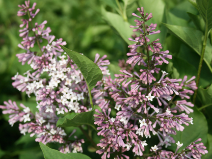 Manchurian Lilac Featuring New Plants Every Day