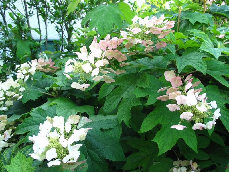 When And How To Prune Hydrangeas Sloat Garden Center