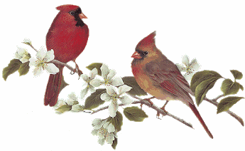 Animation Bundle: Animated Cardinals Chirping and Spreading Love of