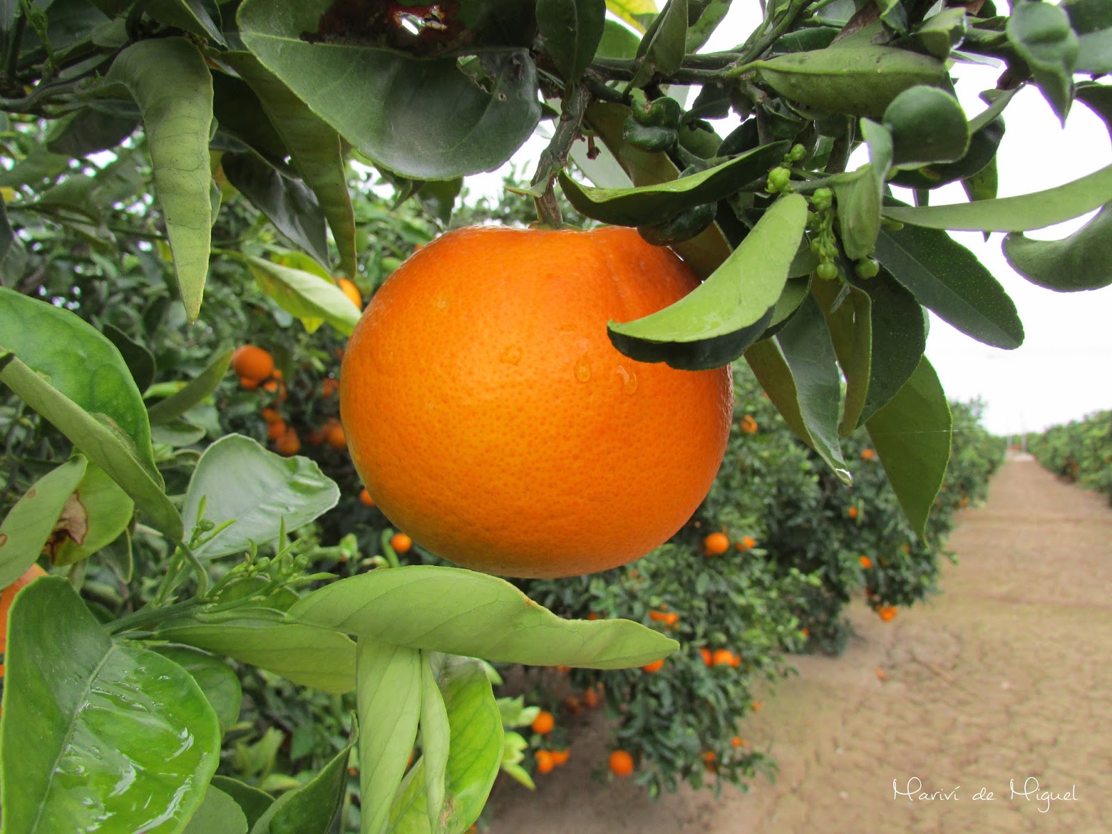 Hermosa naranja de un campo de Mahuella Hermosa naranja de un campo de Mahuella