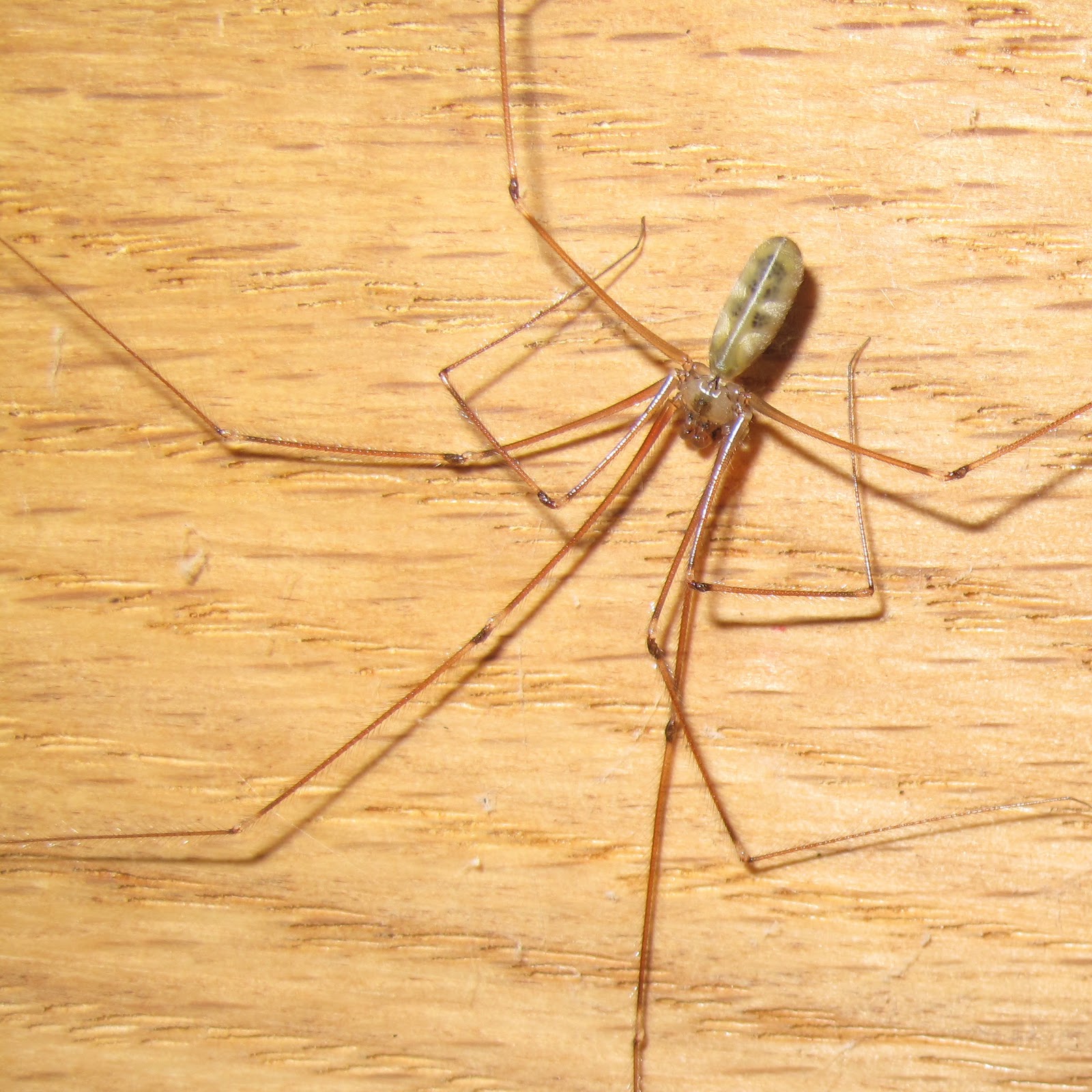 Is It A Cellar Spider Or Daddy Long Legs Hanging Around Your