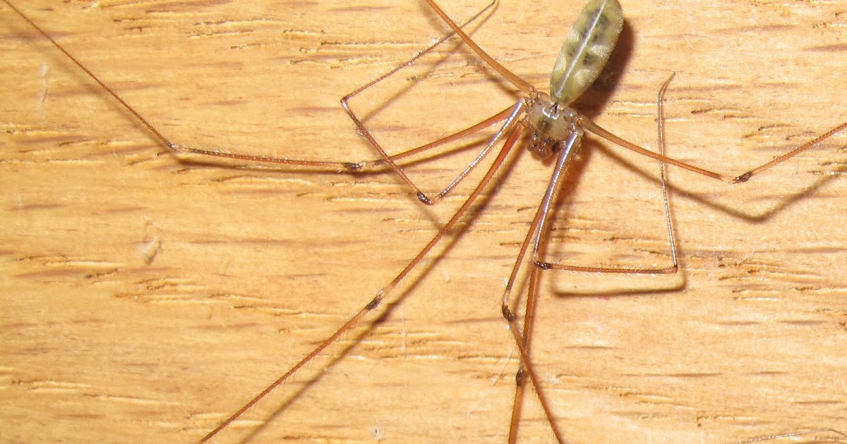 Daddy long legs spider with babies, I assume this is the mo…