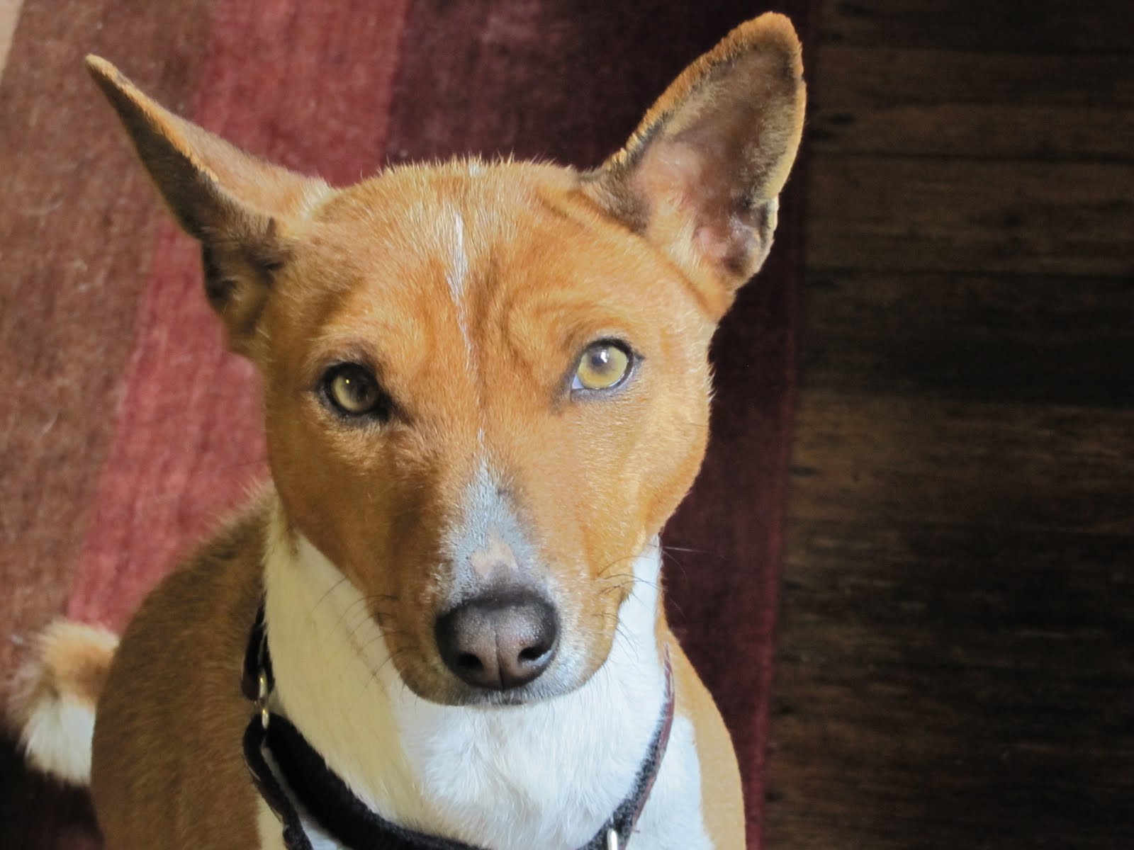 Basenji Rescue and Transport Blog Saga of the Solano County Basenjis