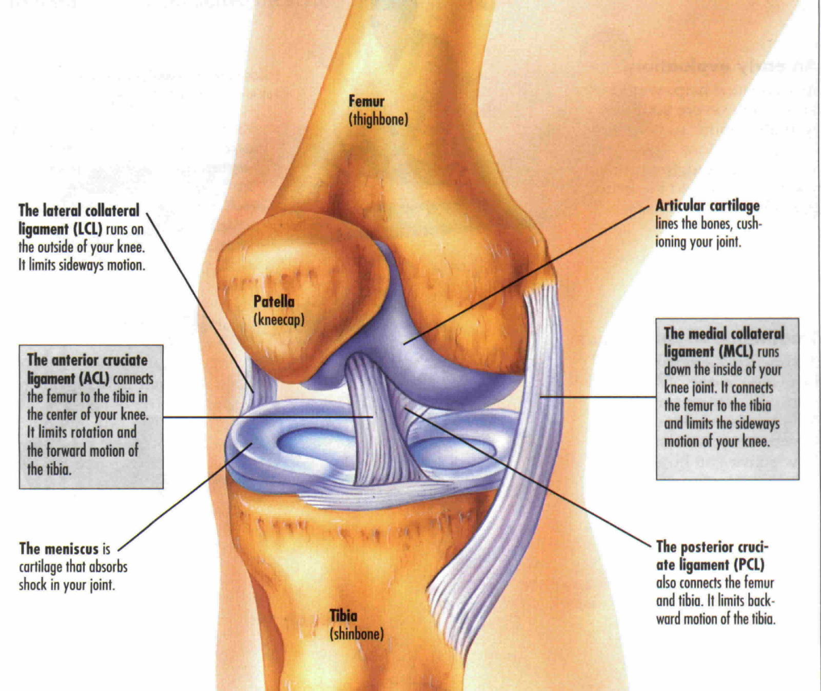 Biology: Unit 3