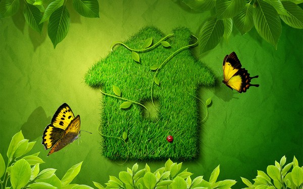Best Butterfly Images in HD