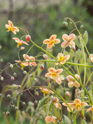 Neuer Gartentraum Latest Snapshot Chan 6097002 Rssing Com