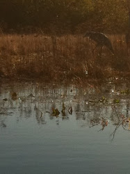 Sandhill Cranes