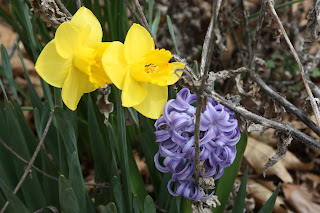 Loropetalum Chinese Fringe Flower Shrubs