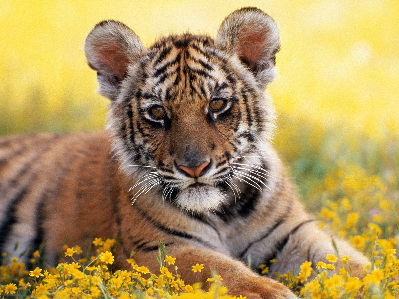 http://2.bp.blogspot.com/-i58bJYAb8Jk/Tiky7aFVQCI/AAAAAAAACLc/nia3Ebm-TU0/s1600/cute_baby_tiger_1600x1200_wallpaper.jpg