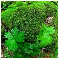 Makalah Meminimalisir Dampak Polusi Udara | Rijal Seventh