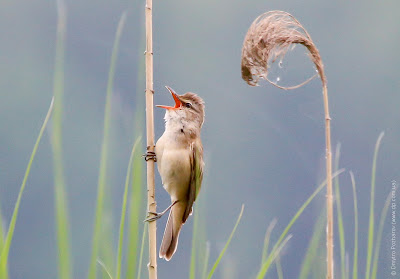 Дроздовидная камышевка. Great Reed Warbler. Acrocephalus arundinaceus