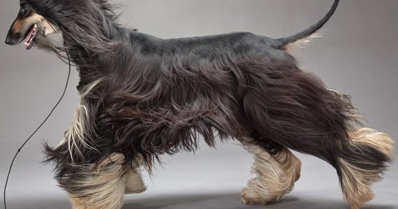 why do dogs roll in dead stuff the in world why do dogs roll in garbage manure or why do dogs roll in dead stuff the in world why do dogs roll in garbage manure or