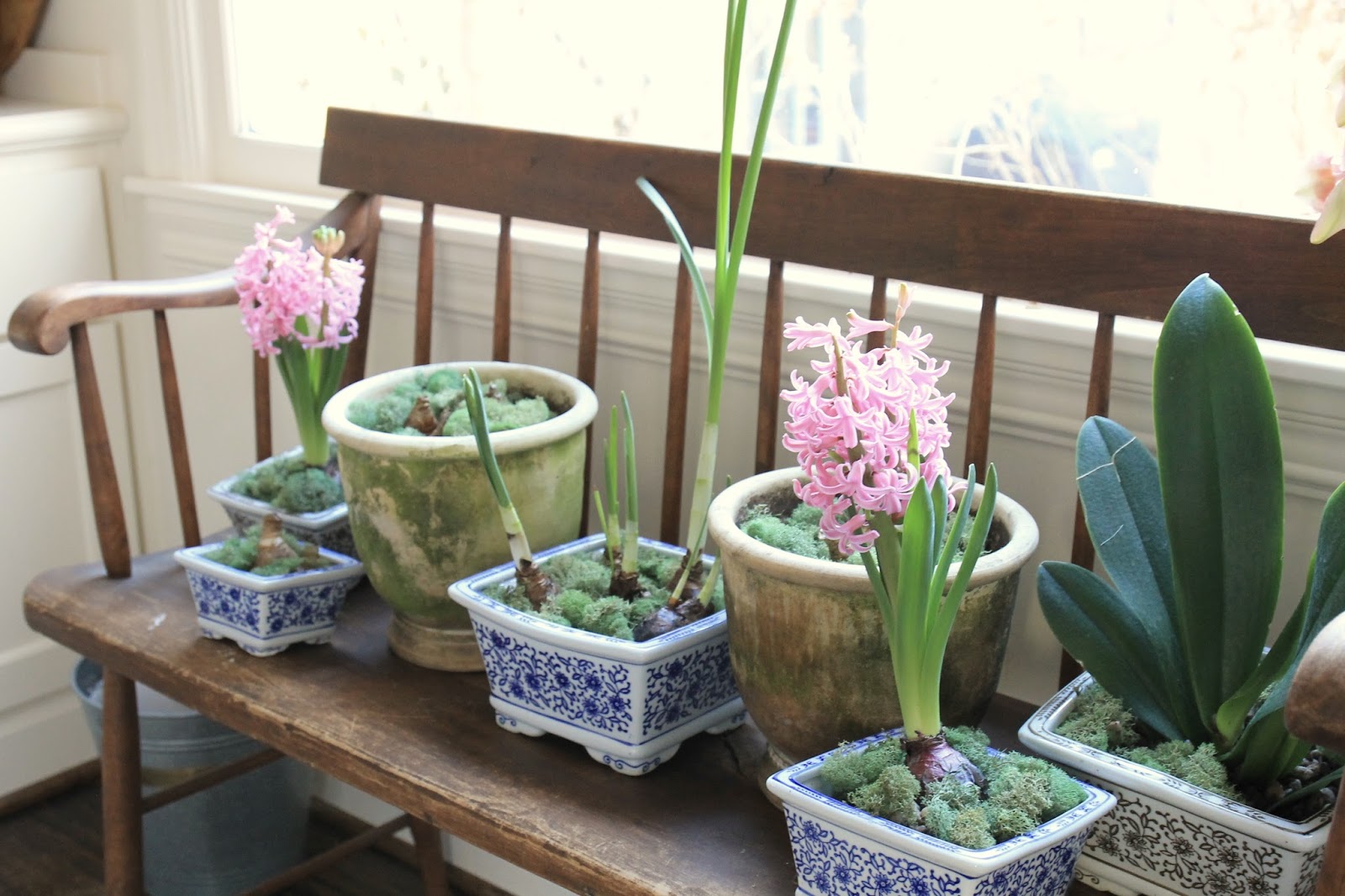 Jenny Steffens Hobick Indoor Garden Easy Weekend Project Potted