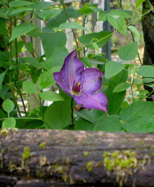 Gardening With Grace