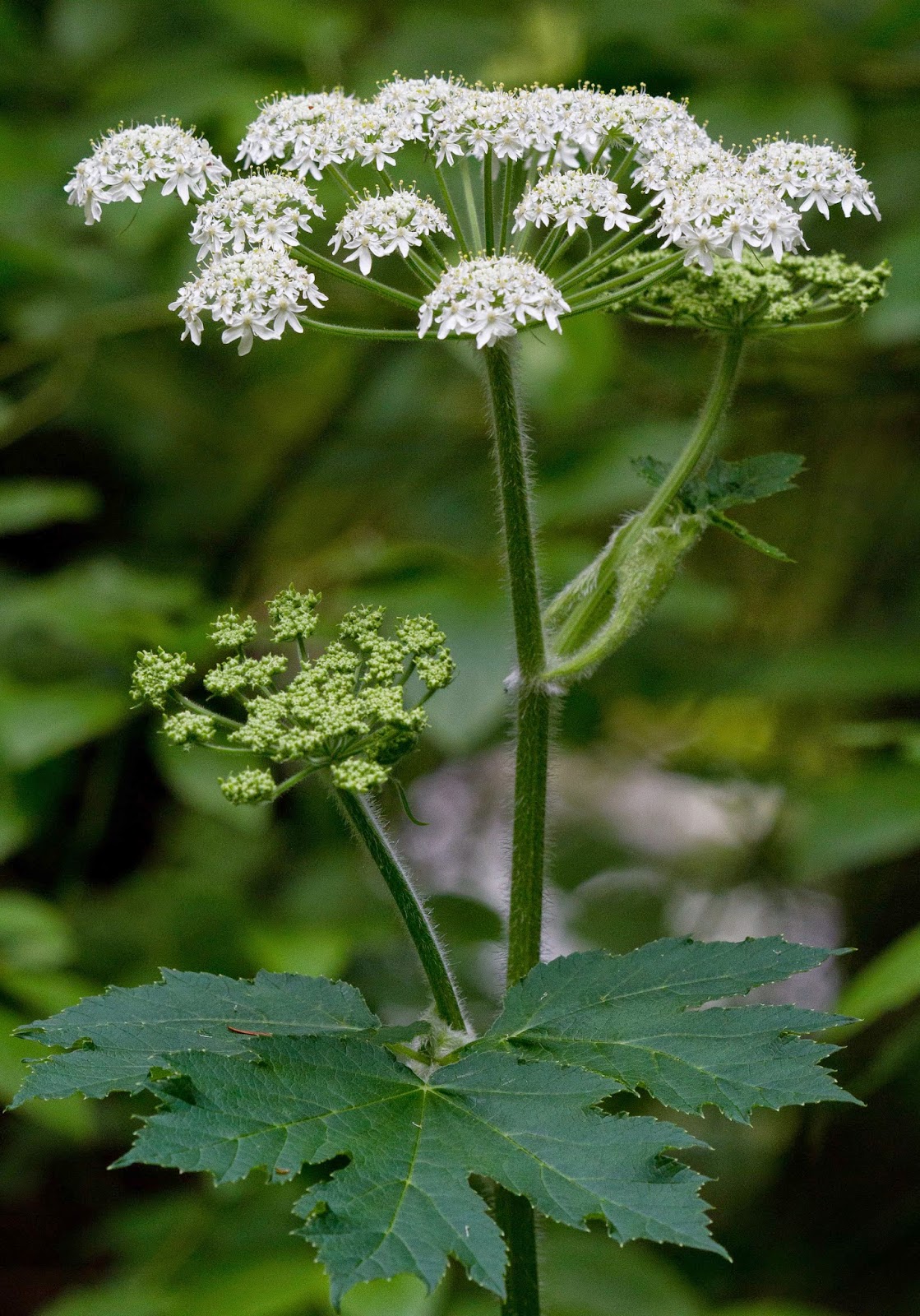 NWflora: Cow-Parsnip, Heracleum lanatum
