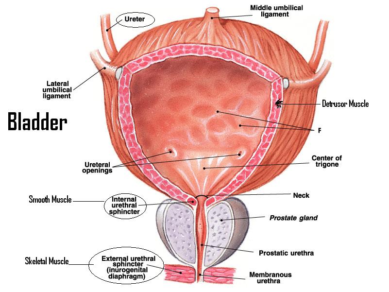 bladder anatomy