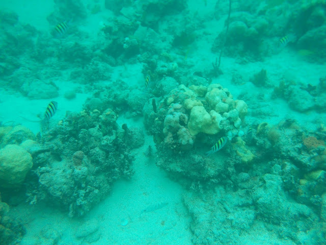 coral reef nassau snorkeling