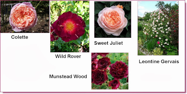 La Passion Des Rosiers A La Pepiniere Fil Roses Rosiers Roses