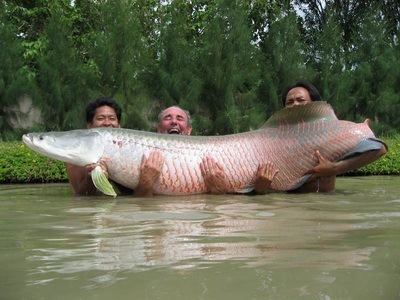 Arapaima gigas Arapaima+fish-saidaonline