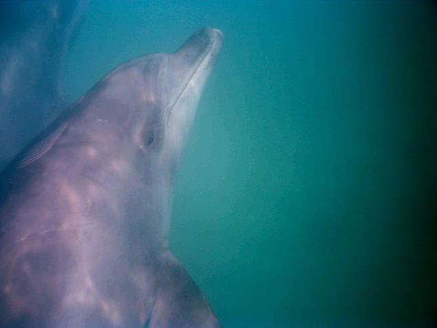 finless dolphin