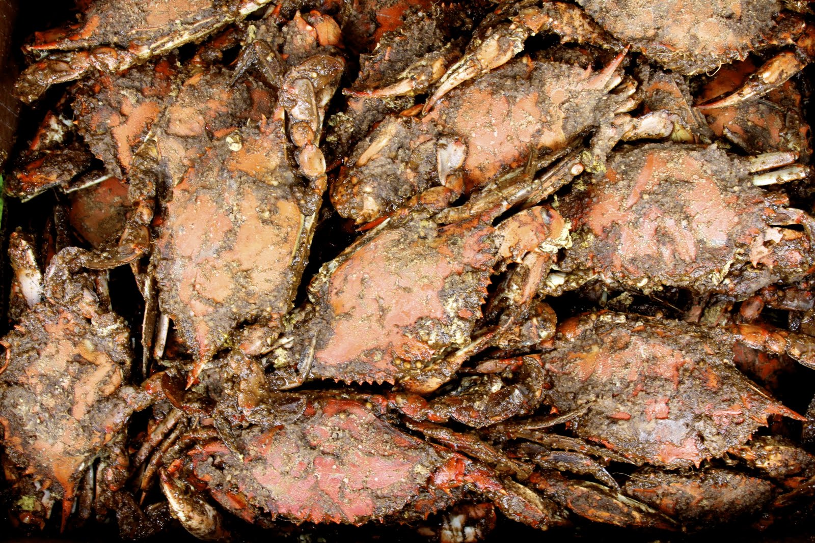 how do you know if you have crabs