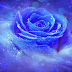 Ý nghĩa của hoa hồng xanh