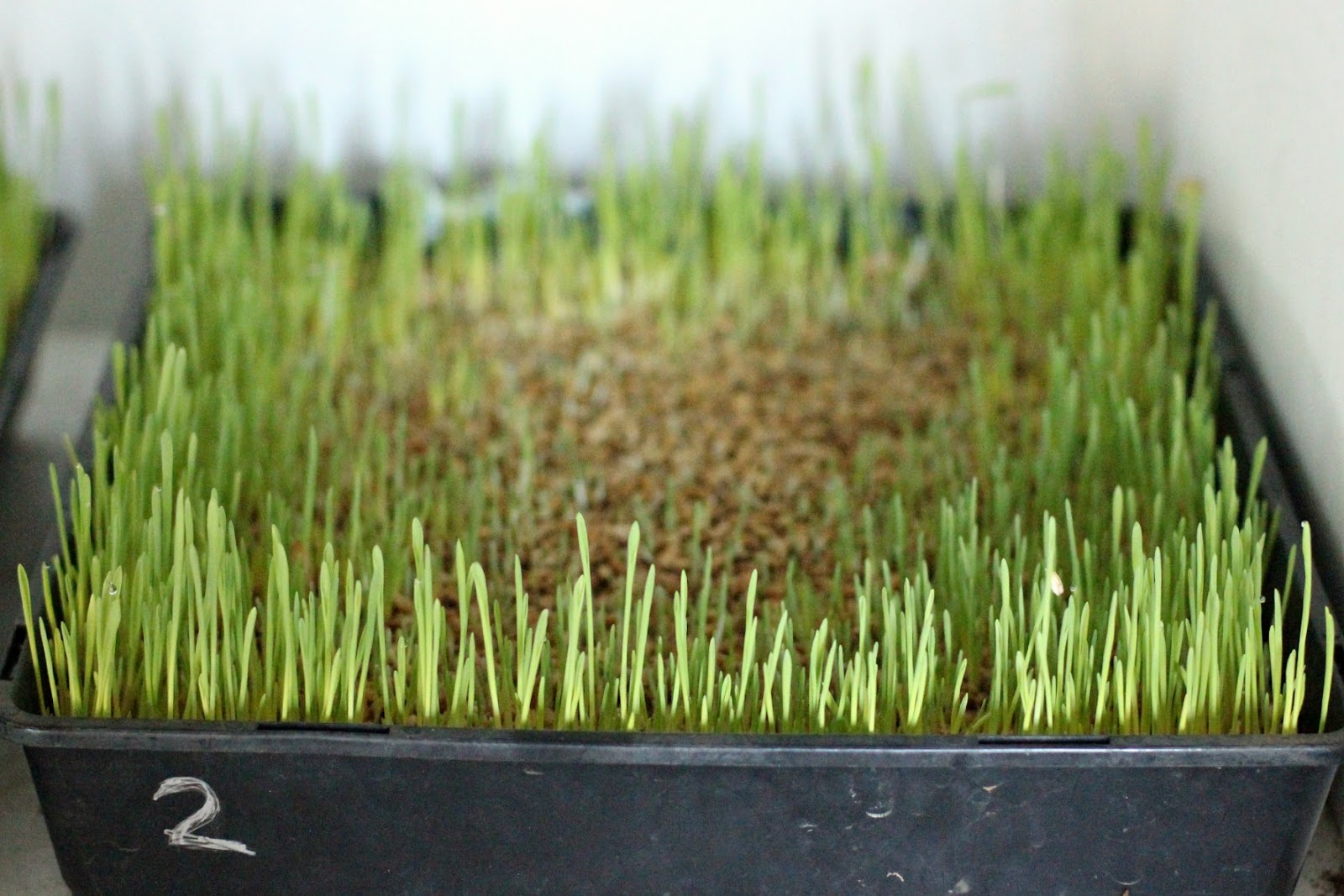 Animal Care How To Sprout Fodder For Your Chickens / Say Little Hen