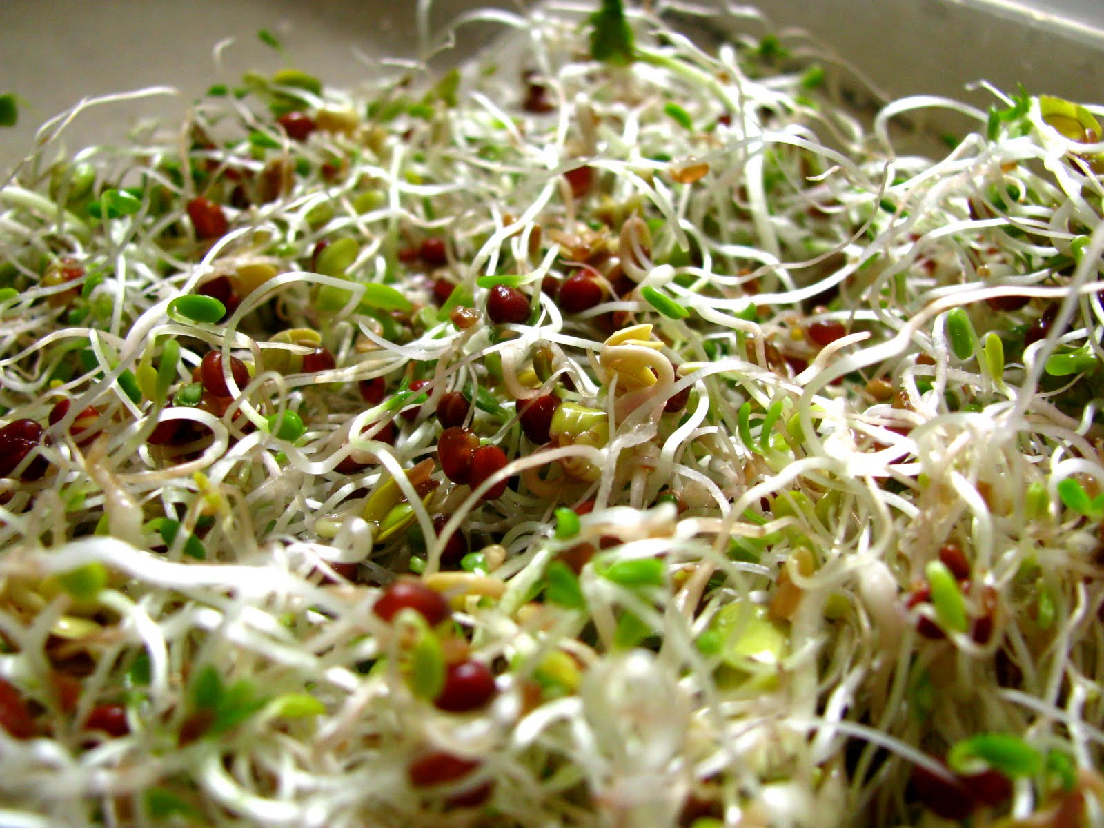 Sprouts. Sprouts. Sprouts. The Elliott Homestead