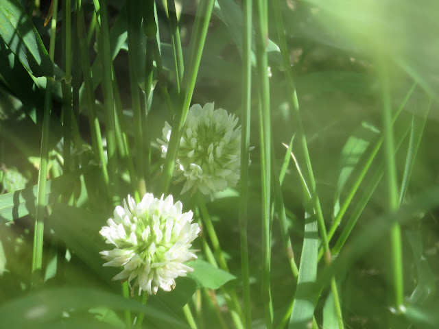 White clover flowers