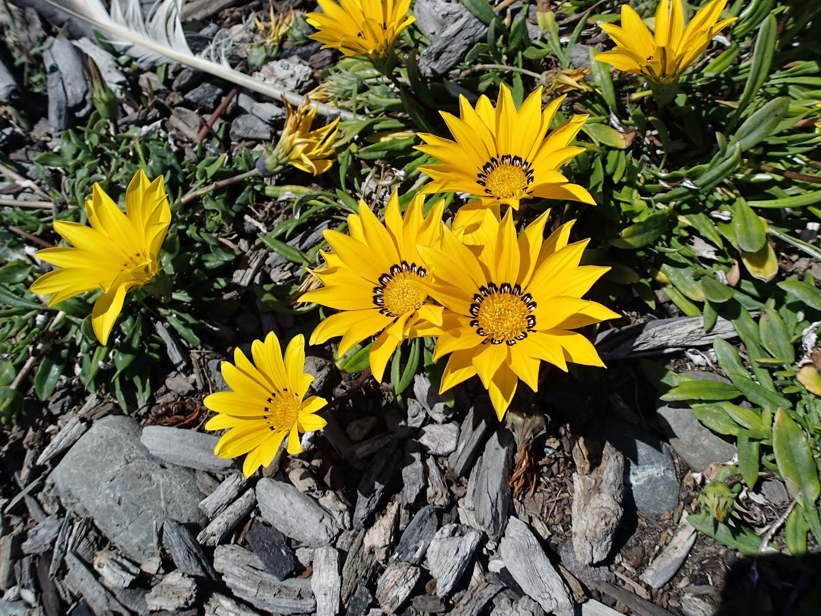 Seaside daisies