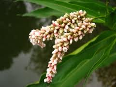 FRUTO SECO ACIDO URICO fruto seco acido urico: