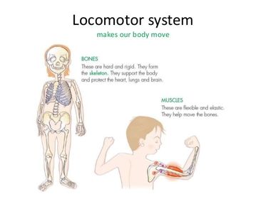 LOCOMOTOR SYSTEM